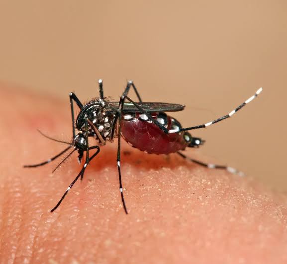 Agentes de Endemias de Areia intensificam os trabalhos de combate ao mosquito Aedes aegypti